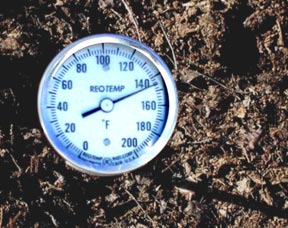 thermometer in compost windrow reads 145°