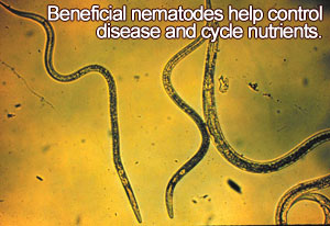 Beneficial nematodes help control desease and cycle nutrients.